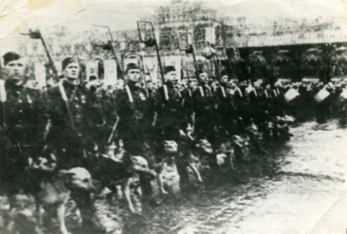 Собаки на Параде Победы в Великой Отечественной войне