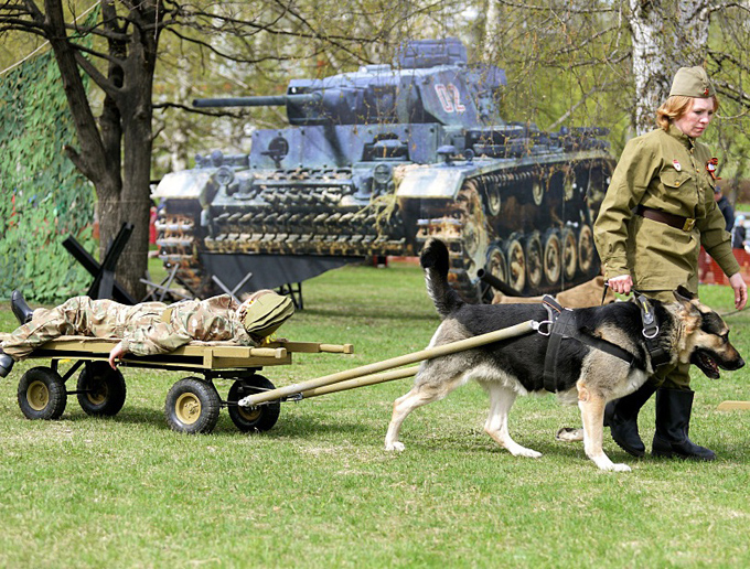 Собаки вывозили раненых в годы войны