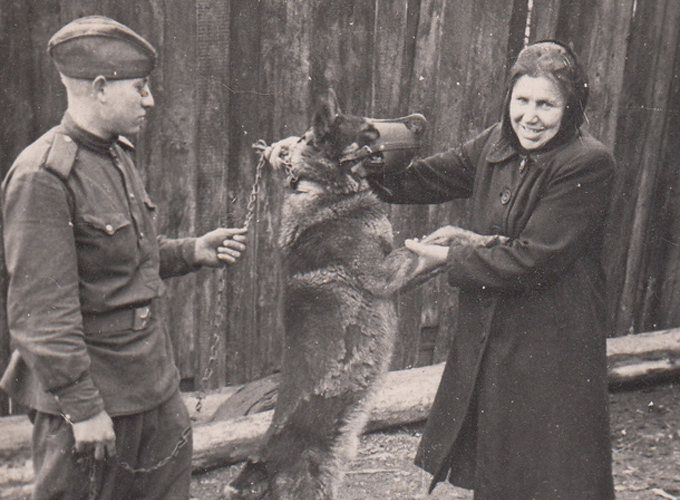 Передача собаки в армию в годы войны
