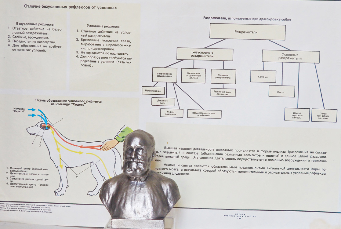 Великий русский учёный Иван Петрович Павлов (1849 - 1936 гг), является первооткрывателем условных и безусловных рефлексов и основателем науки о высшей нервной деятельности