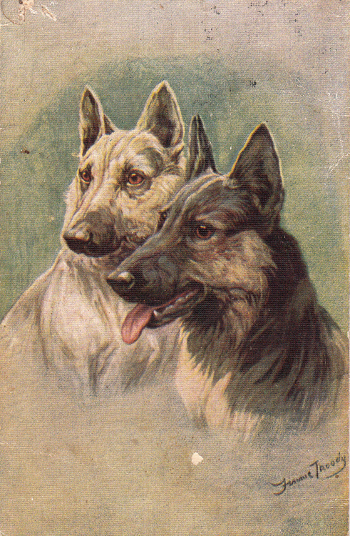 Применение собак открытка