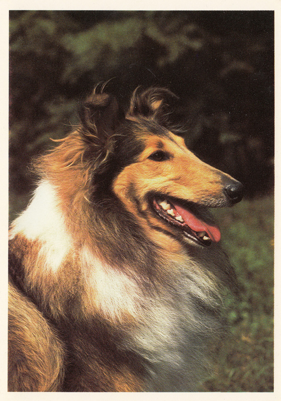 Порода собаки открытка