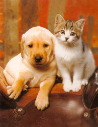 Календарик собаки и котята