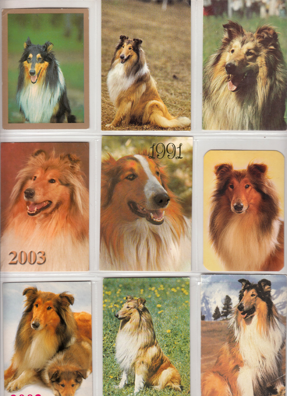 Календарик порода собаки