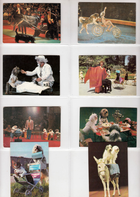 Календарик цирк с собаками