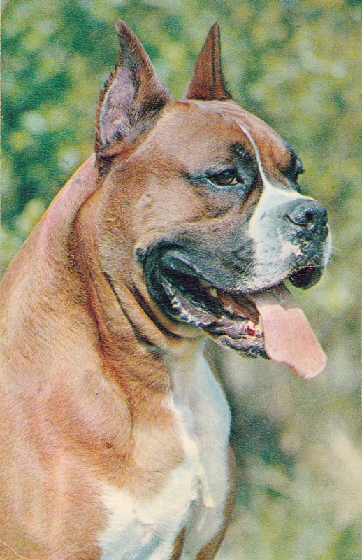 Порода собаки открытка