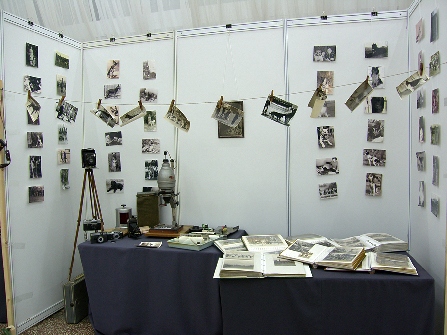 Интернациональная выставка собак «Огни Прикамья - 2014»