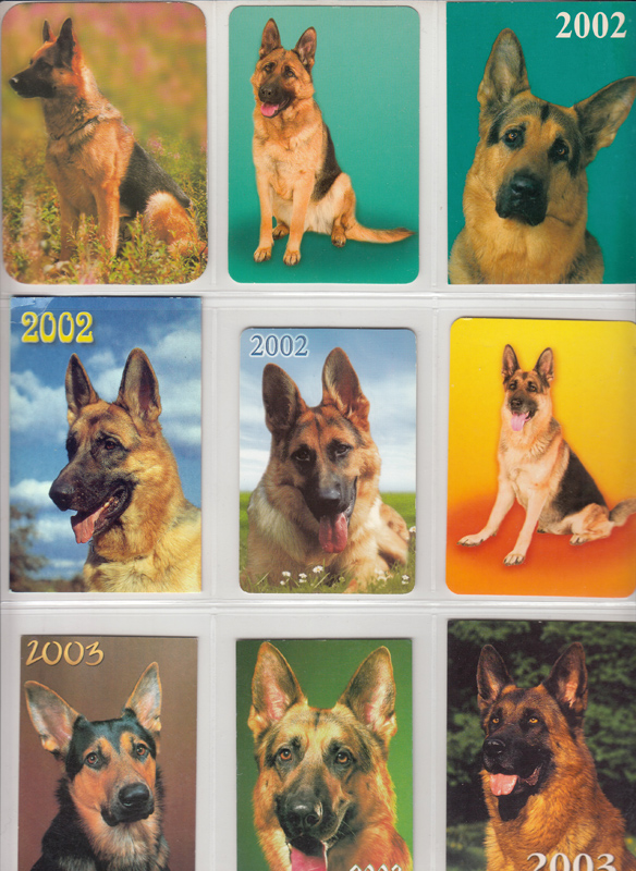 Календарик порода собаки