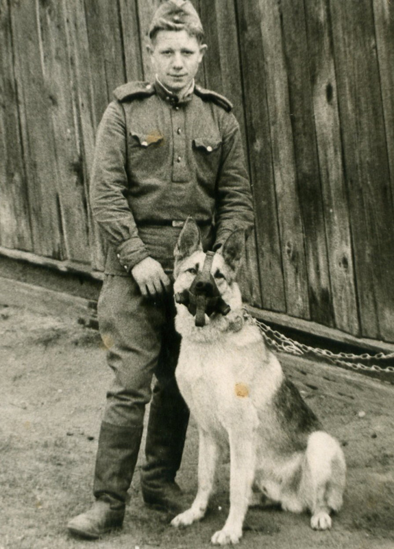 Собаки в годы Великой Отечественной войны